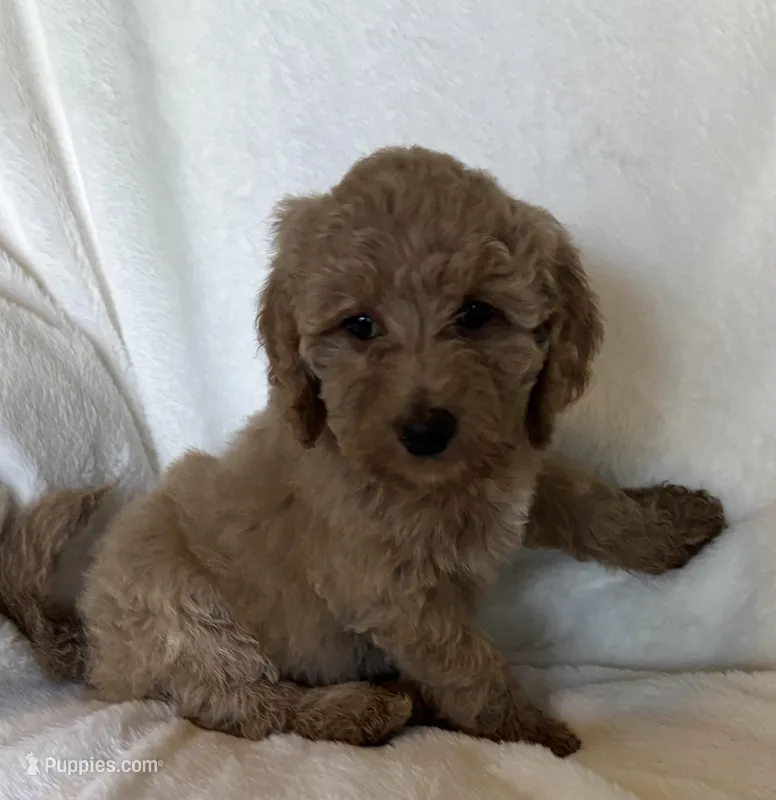 Yellow Collar Girl – Goldendoodle puppy for sale in Zellwood, FL