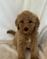 Yellow Collar Girl, a female Goldendoodle for sale in Zellwood, FL – Photo 2 of 2
