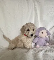 Red Girl , a female Goldendoodle and Poodle - Miniature  for sale in Zellwood, FL – 3 of 3