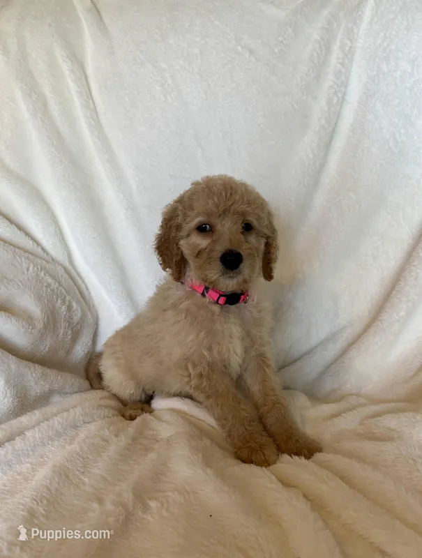 Pink Collar Girl – Goldendoodle puppy for sale in Zellwood, FL