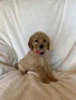 Pink Collar Girl, a female Goldendoodle for sale in Zellwood, FL – Photo 1 of 3