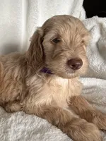 Light Pink Girl , a female Sheepadoodle for sale in Zellwood, FL – 3 of 3
