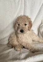 Red S Girl , a female Sheepadoodle for sale in Zellwood, FL – 2 of 3
