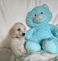 Black Boy, a male Goldendoodle and Poodle - Miniature  for sale in Zellwood, FL – 2 of 4