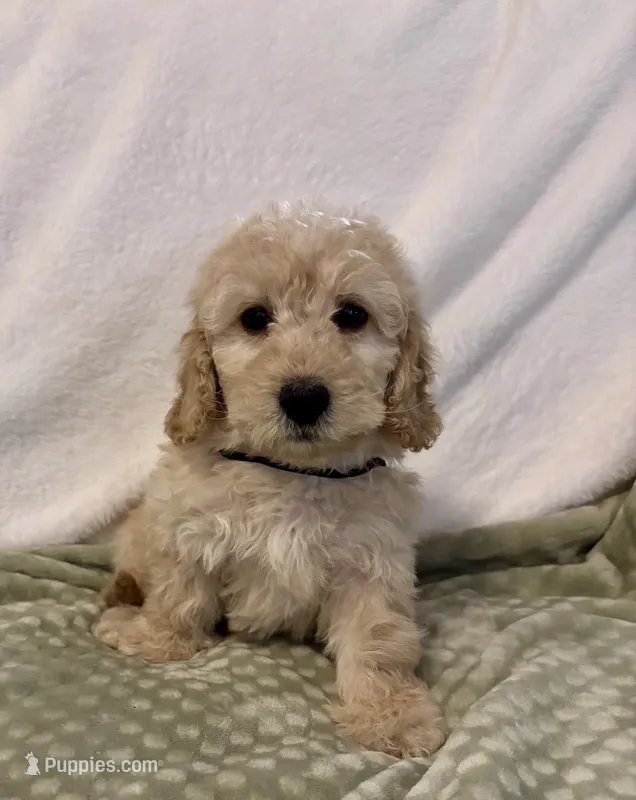 Black Boy – Goldendoodle, Miniature Goldendoodle puppy for sale in Zellwood, FL