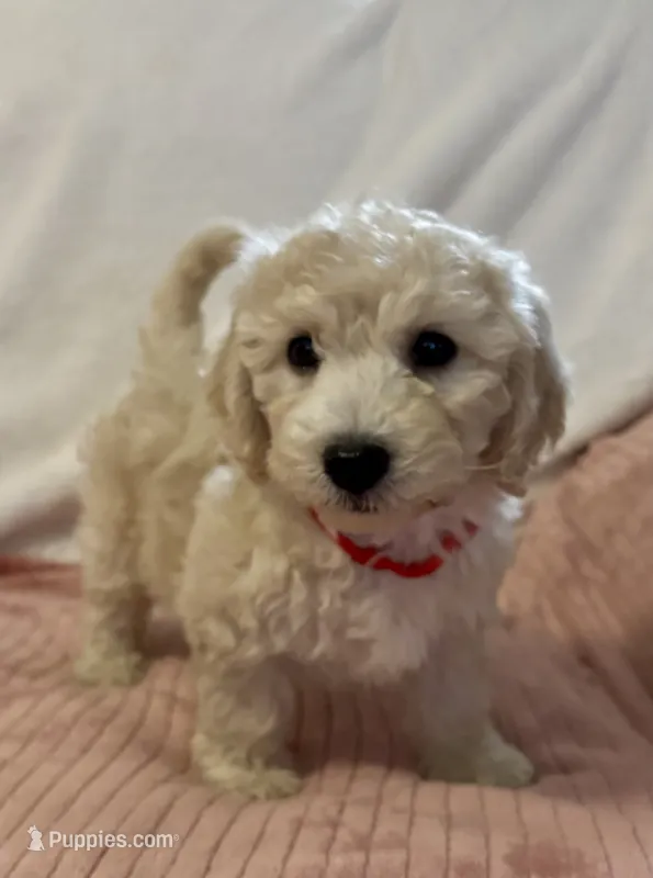 Red Girl  – Goldendoodle, Poodle - Miniature  puppy for sale in Zellwood, FL