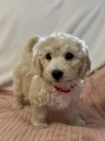 Red Girl , a female Goldendoodle and Miniature Goldendoodle for sale in Zellwood, FL – 1 of 3