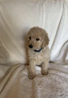 Dark Blue Collar Boy, a male Goldendoodle for sale in Zellwood, FL – Photo 3 of 3