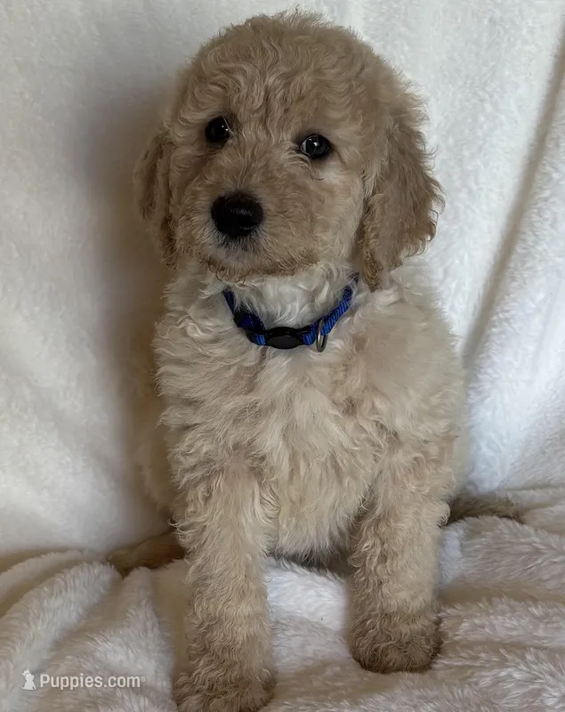 Dark Blue Collar Boy – Goldendoodle puppy for sale in Zellwood, FL