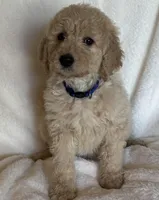 Dark Blue Collar Boy, a male Goldendoodle for sale in Zellwood, FL – Photo 1 of 3