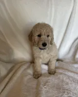 Dark Blue Collar Boy, a male Goldendoodle for sale in Zellwood, FL – Photo 2 of 3