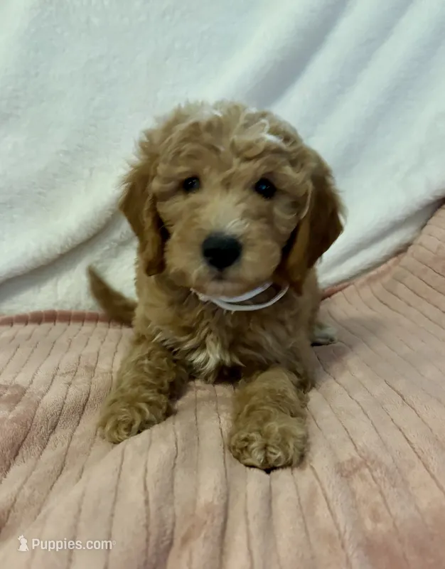 White Girl  – Goldendoodle, Poodle - Miniature  puppy for sale in Zellwood, FL