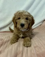 White Girl , a female Goldendoodle and Miniature Goldendoodle for sale in Zellwood, FL – 1 of 2