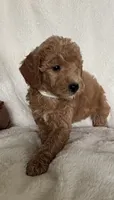 White Girl , a female Goldendoodle and Poodle - Miniature  for sale in Zellwood, FL – 2 of 4