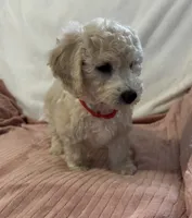 Red Girl , a female Goldendoodle and Miniature Goldendoodle for sale in Zellwood, FL – 3 of 3