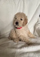 Red S Girl , a female Sheepadoodle for sale in Zellwood, FL – 3 of 3