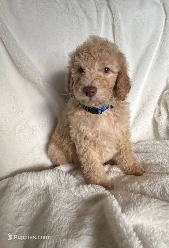 Dark Blue S Boy – Sheepadoodle puppy for sale in Zellwood, FL