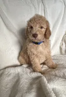 Dark Blue S Boy, a male Sheepadoodle for sale in Zellwood, FL – 1 of 3