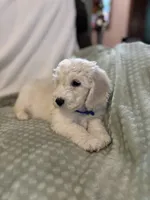 Blue Boy, a male Goldendoodle and Poodle - Miniature  for sale in Zellwood, FL – 3 of 3
