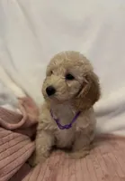 Purple Girl, a female Goldendoodle and Miniature Goldendoodle for sale in Zellwood, FL – 4 of 4