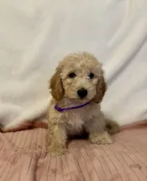Purple Girl, a female Goldendoodle and Miniature Goldendoodle for sale in Zellwood, FL – 3 of 4