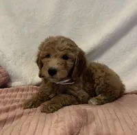 White Girl , a female Goldendoodle and Miniature Goldendoodle for sale in Zellwood, FL – 2 of 2