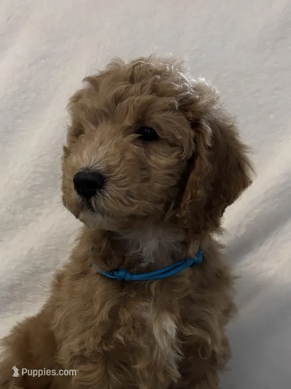 Teal  Boy – Goldendoodle, Poodle - Miniature  puppy for sale in Zellwood, FL