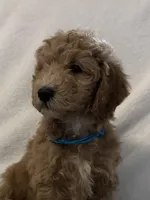 Teal  Boy, a male Goldendoodle and Poodle - Miniature  for sale in Zellwood, FL – 1 of 3