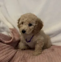 Purple Girl, a female Goldendoodle and Miniature Goldendoodle for sale in Zellwood, FL – 2 of 4