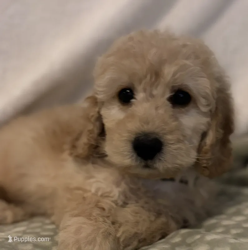 Blue Boy Mini  – Goldendoodle, Miniature Goldendoodle puppy for sale in Zellwood, FL
