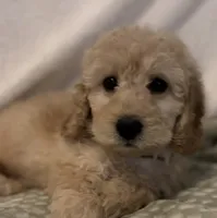 Blue Boy Mini , a male Goldendoodle and Miniature Goldendoodle for sale in Zellwood, FL – 1 of 3