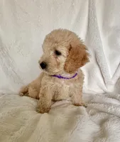 Purple Girl, a female Goldendoodle and Poodle - Miniature  for sale in Zellwood, FL – 4 of 4