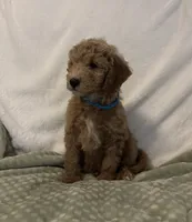 Teal  Boy, a male Goldendoodle and Poodle - Miniature  for sale in Zellwood, FL – 2 of 3