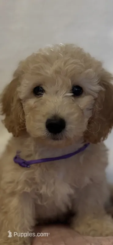 Purple Girl – Goldendoodle, Poodle - Miniature  puppy for sale in Zellwood, FL