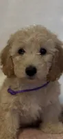 Purple Girl, a female Goldendoodle and Miniature Goldendoodle for sale in Zellwood, FL – 1 of 4