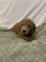 Teal  Boy, a male Goldendoodle and Poodle - Miniature  for sale in Zellwood, FL – 3 of 3