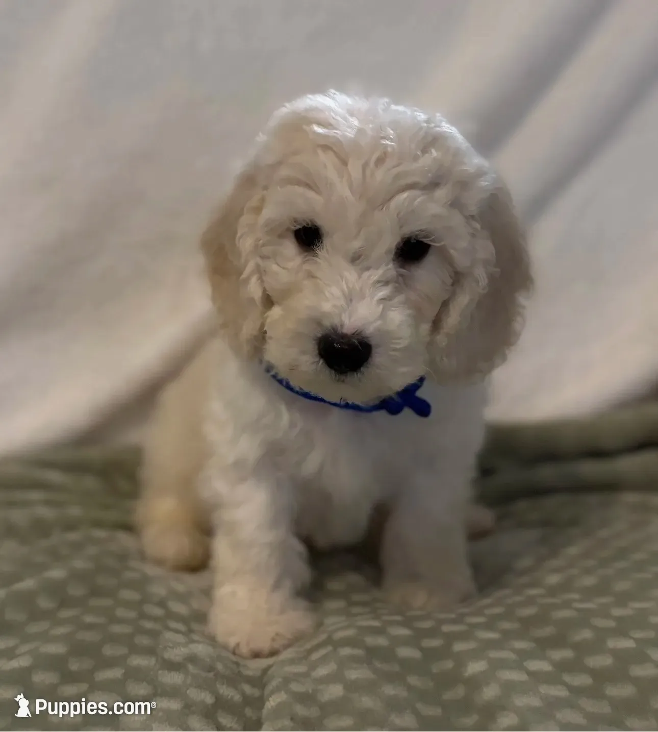 Blue Boy, a male Goldendoodle and Poodle - Miniature  for sale in Zellwood, FL – 1 of 3
