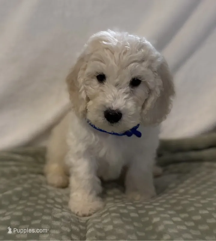 Black Boy – Goldendoodle, Poodle - Miniature  puppy for sale in Zellwood, FL