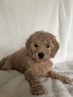 Pink Girl , a female Goldendoodle and Poodle - Miniature  for sale in Zellwood, FL – 2 of 3
