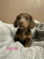 Girl #5 , a female Miniature Dachshund for sale in Wirtz, VA – Photo 1 of 2