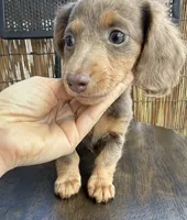 Girl #5 , a female Miniature Dachshund for sale in Wirtz, VA – Photo 2 of 2