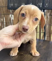 Girl #4 , a female Miniature Dachshund for sale in Wirtz, VA – Photo 2 of 2