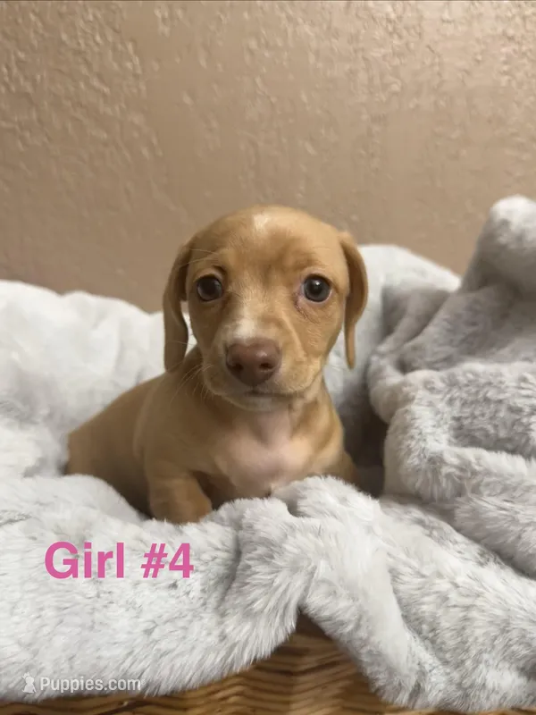 Girl #4  – Miniature Dachshund puppy for sale in Wirtz, VA