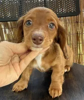 Girl #1 , a female Miniature Dachshund for sale in Wirtz, VA – Photo 2 of 2