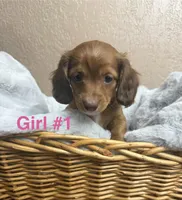 Girl #1 , a female Miniature Dachshund for sale in Wirtz, VA – Photo 1 of 2