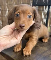 Girl #2 , a female Miniature Dachshund for sale in Wirtz, VA – Photo 2 of 3
