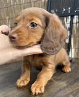Girl #2 , a female Miniature Dachshund for sale in Wirtz, VA – Photo 3 of 3