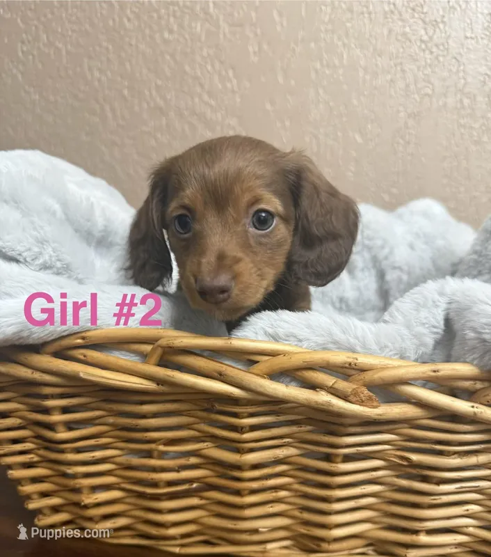 Girl #2  – Miniature Dachshund puppy for sale in Wirtz, VA