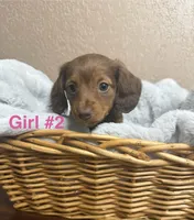 Girl #2 , a female Miniature Dachshund for sale in Wirtz, VA – Photo 1 of 3