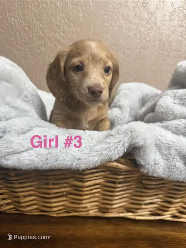 Girl #3  – Miniature Dachshund puppy for sale in Wirtz, VA